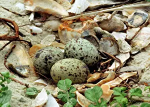 Nilotica: Nest and eggs of a Gull-billed Tern