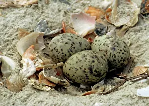 Nilotica: Nest and eggs of a Gull-billed Tern