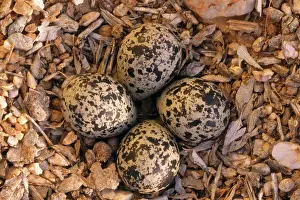 Killdeer: Nest of Killdeer PLOVER eggs