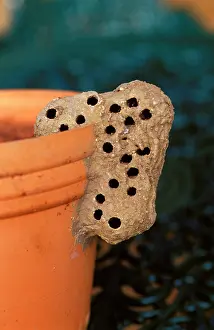 Sceliphron: Nest of a Mud-dauber wasp - a solitary species
