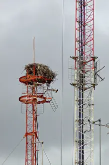 Mast: Nest of Osprey on transmission mast