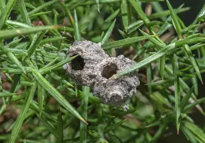Pots: Nest pots of Heath Potter wasp, Eumenes coarctat