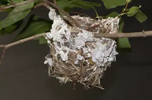 Olivaceus: Nest of the Red-eyed Vireo