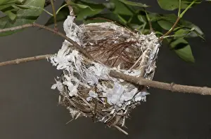 Olivaceus: Nest of the Red-eyed Vireo
