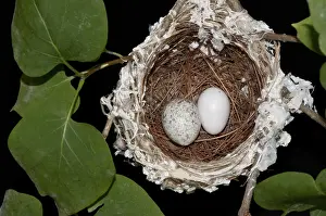 Cowbird: Nest of the Red-eyed Vireo with Cowbird Egg