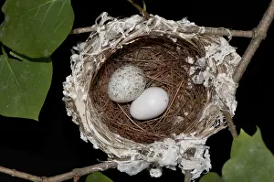 Cowbird: Nest of the Red-eyed Vireo with Cowbird Egg
