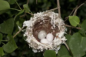 Cowbird: Nest of the Red-eyed Vireo with Cowbird Egg
