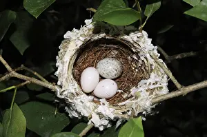Cowbird: Nest of the Red-eyed Vireo with Cowbird Egg