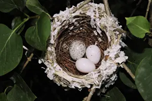 Cowbird: Nest of the Red-eyed Vireo with Cowbird Egg
