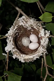 Cowbird: Nest of the Red-eyed Vireo with Cowbird Egg