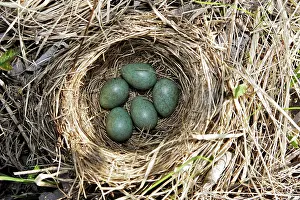 Redwing: Nest of Redwing