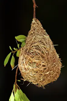 Masked: Nest of Southern masked weaver, Etosha National