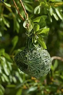 Masked: Nest of Southern masked weaver, Etosha National