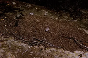 Iridomyrmex: Nest of Southern meat or Gravel ants. A large mound
