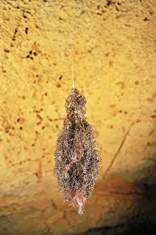 Spiderling: A nest of spider babies