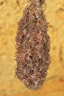 Spiderling: A nest of spider babies