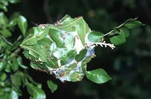 Intelligence: NEST OF WEAVER ANTS