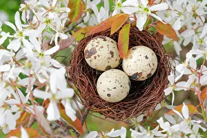 Quail: Nest in weeping pear tree, Switzerland, Europe
