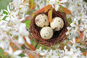 Quail: Nest in weeping pear tree, Switzerland, Europe