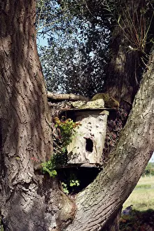 Nestbox: Nestbox for owl - in tree