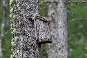 Nestbox: Nestbox - on a Pine Tree