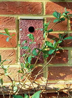 Nestbox: Nestbox - For Tits, built into wall