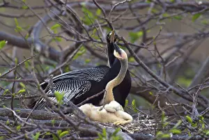 Anhinga: Nesting Anhingas
