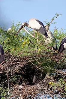 Anastomus: Nesting Asian openbill and cormorants (phalacrocorax sp)