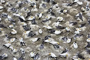 Communities: Nesting gannets - with juveniles at Muriwai gannet