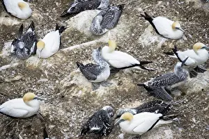 Muriwai: Nesting gannets - with juveniles at Muriwai gannet