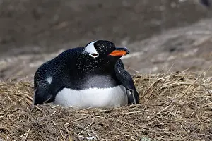 Gentoo: Nesting Gentoo penguin (Pygoscelis papua), Grave