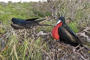 Frigatebirds: Nesting great frigatebirds