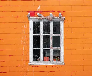 Contamination: Nesting gulls on white window frame, orange house
