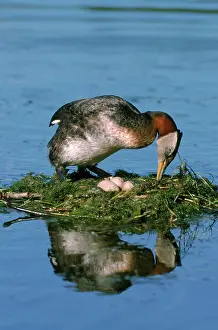 Grisegena: Nesting Red-necked Grebe
