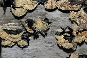 Malay: Nesting Swiftlets