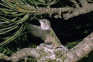Exercise: Nestling Broad-tailed Hummingbird