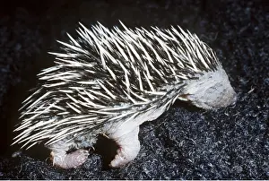 Insectivore: NESTLING HEDGEHOG - 1 week old, nestling