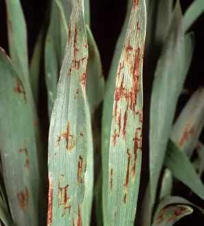 Vulgare: Net blotch on barley