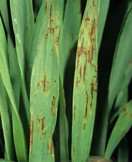 Lesions: Net blotch lesions on barley
