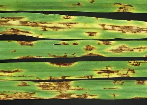 Lesions: Net blotch lesions on barley