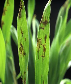 Lesions: Net blotch lesions on seedling barley leaves