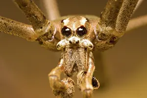 Casting: Net-casting spider
