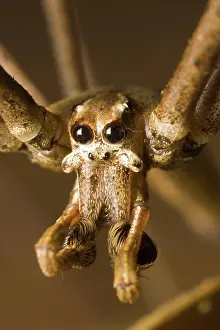 Casting: Net-casting spider