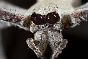 Spiders: Net-casting Spider