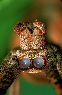 Casting: Net-casting spider - female