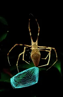 Casting: Net-casting spider - female making net