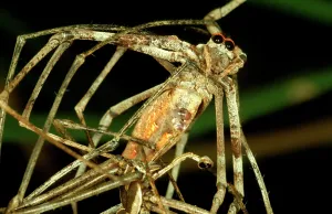 Casting: Net-casting spider - male, below, applying one of