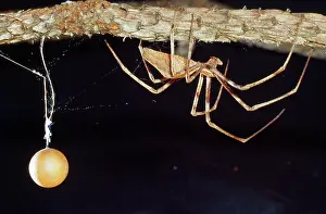 Casting: Net-casting Spider - male with eggsack
