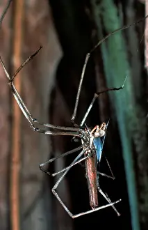Casting: Net-casting spider - male performing sperm induction: