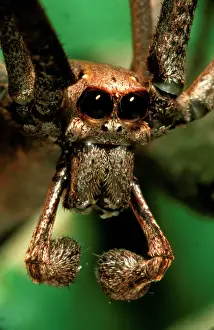 Casting: Net-casting spider - showing maleIs feeler-like